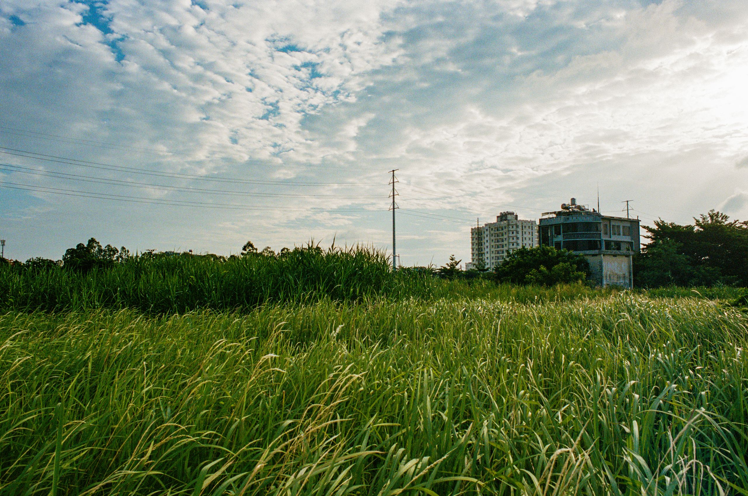 Tall grass field on the edge of Ho Chi Minh City, shot on film